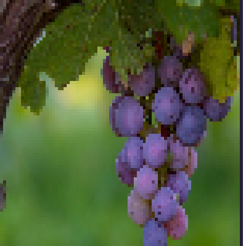 Vinograd – tModLoader Mod