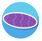 Rug Purple Waves Oval