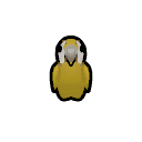 Golden Macaw