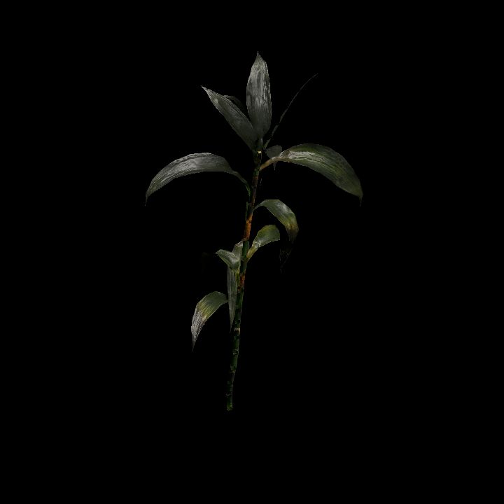 Nature, Plant, Bamboo 1