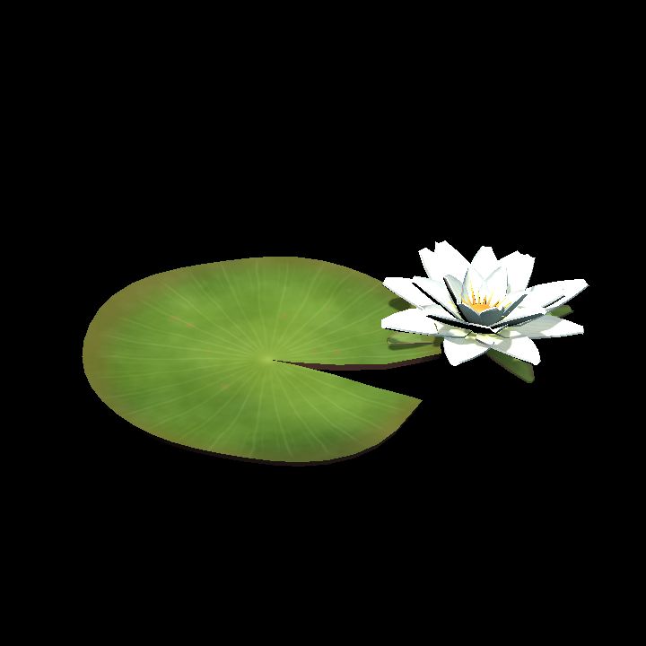 Water Lily – White Flower (Floating)