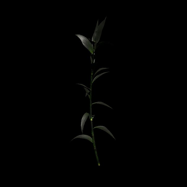 Nature, Plant, Bamboo 7