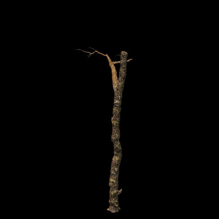 Nature, Tree, Bare 5