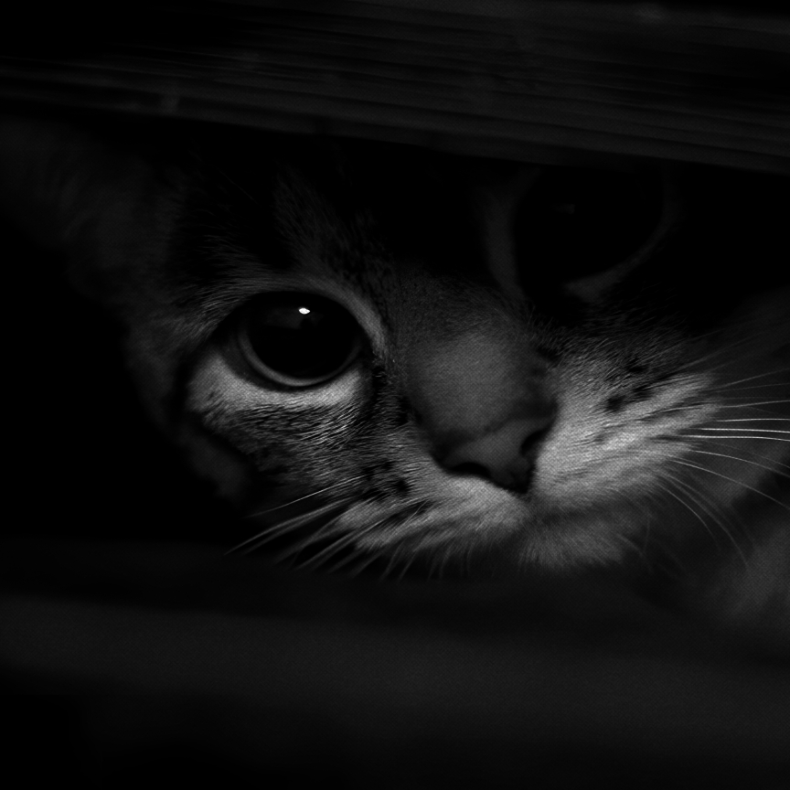 observant cat -alexandr preview