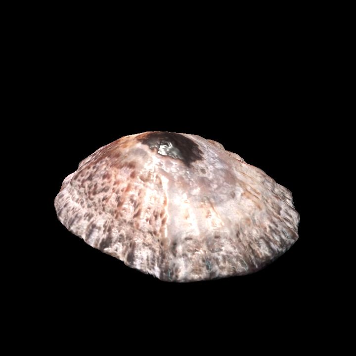 Seashell 3