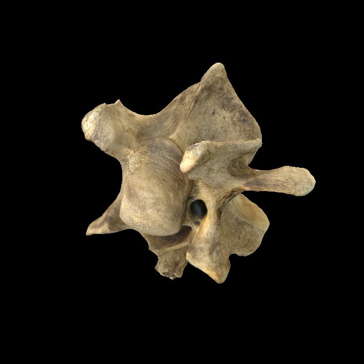 Animal, Bone 1