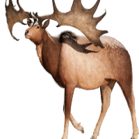 Deer hunting