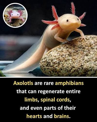 Balanced Regeneration Mutation preview