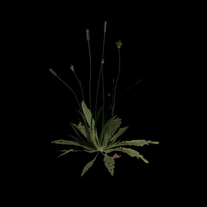 Nature, Plant 2
