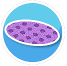 Rug Purple Polka Dot Oval