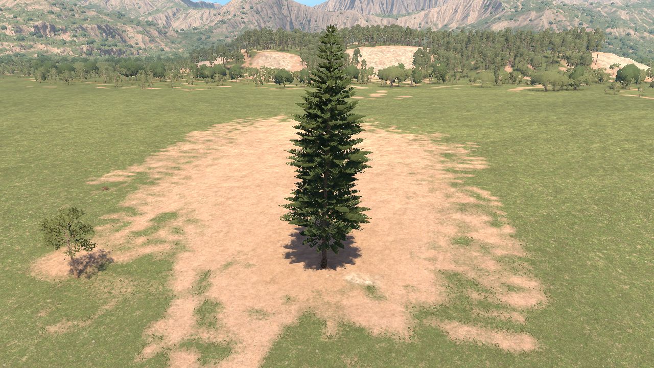 araucaria