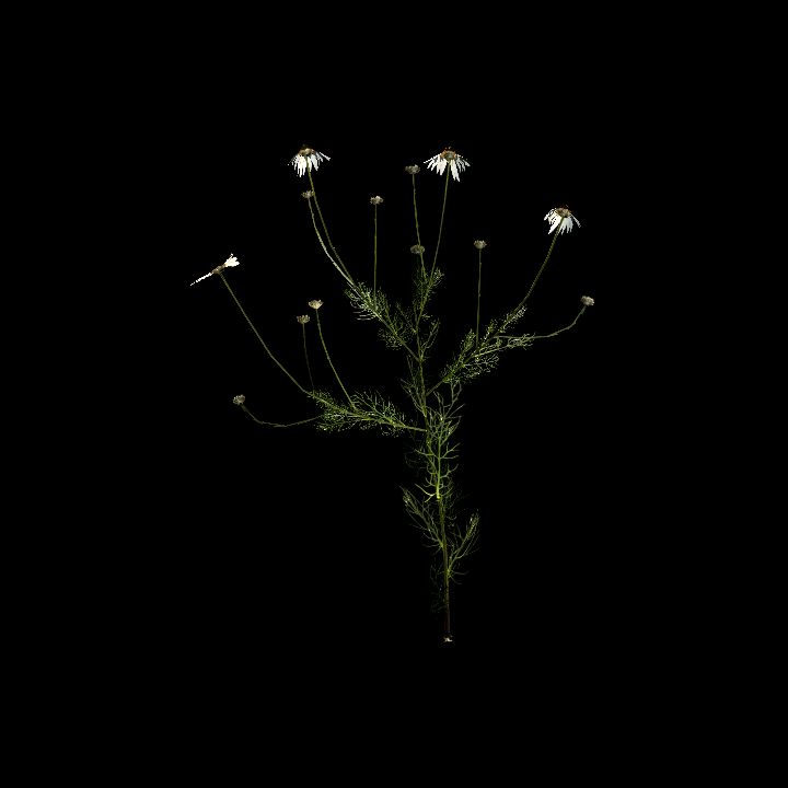 Nature, Plant, Chamonile 6
