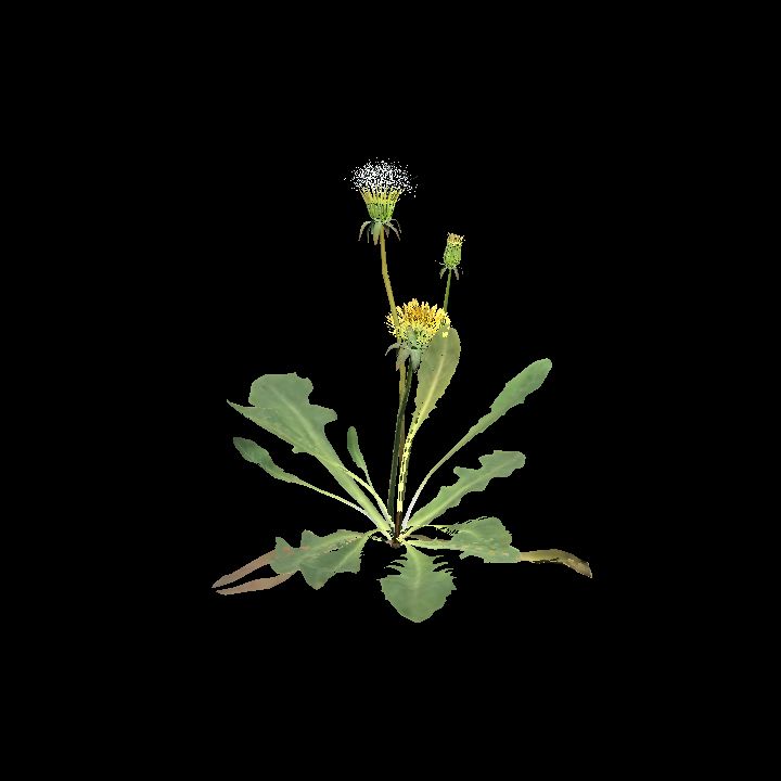 Dandelion plant B