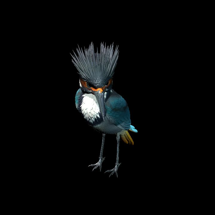 Kingfisher