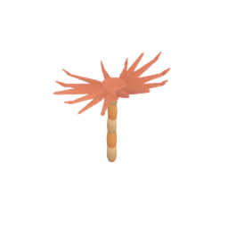 Sea Lilly / Crinoid