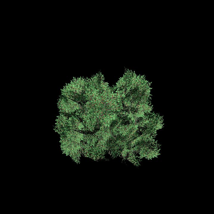 Nature, Plant, Shrub 3
