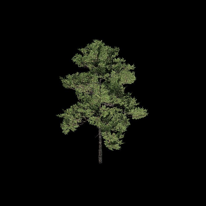 Nature, Tree 13