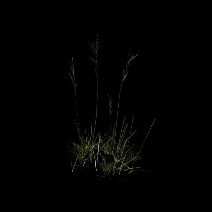 Nature, Grass, Tundra 6