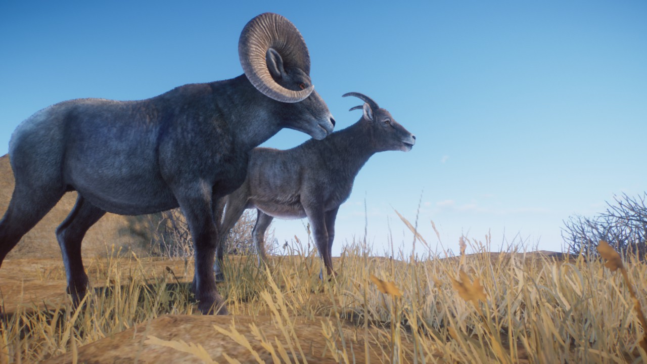bighorn sheep diorama preview