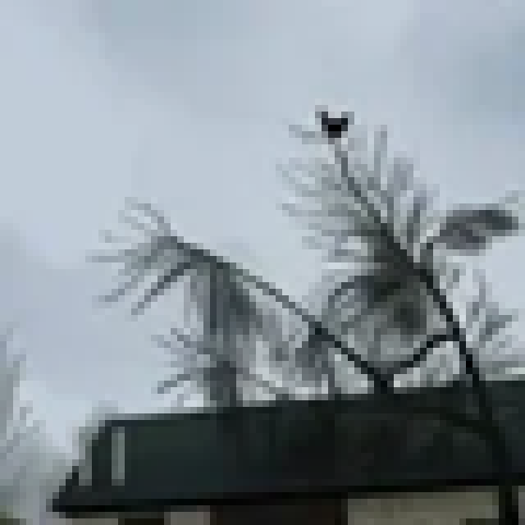 1/10000 Chance for Screaming Chicken In a Tree Every Second