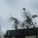 1/10000 Chance for Screaming Chicken In a Tree Every Second