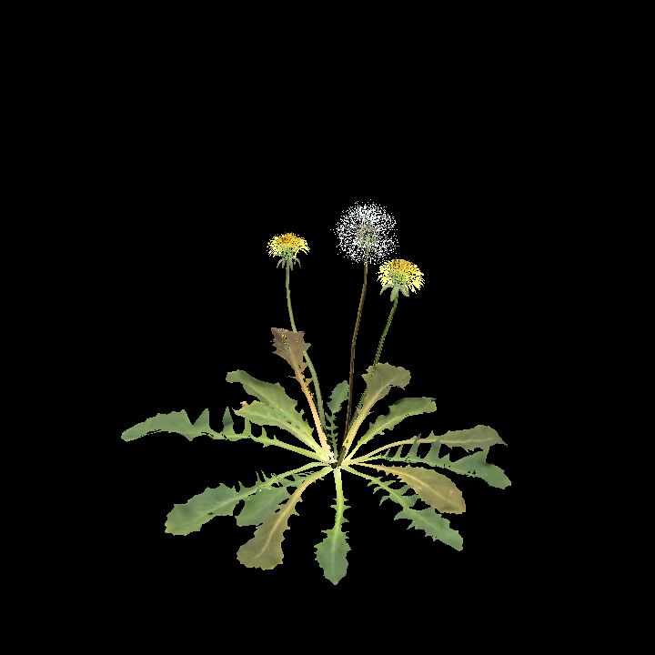 Dandelion plant C