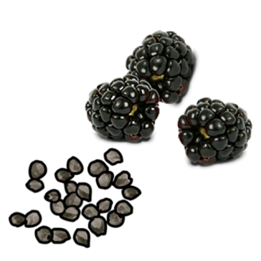 Black Raspberries Seed