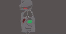 The human body