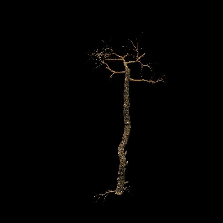 Nature, Tree, Bare 6