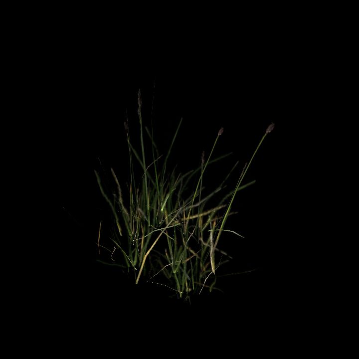 Nature, Grass, Tundra 4
