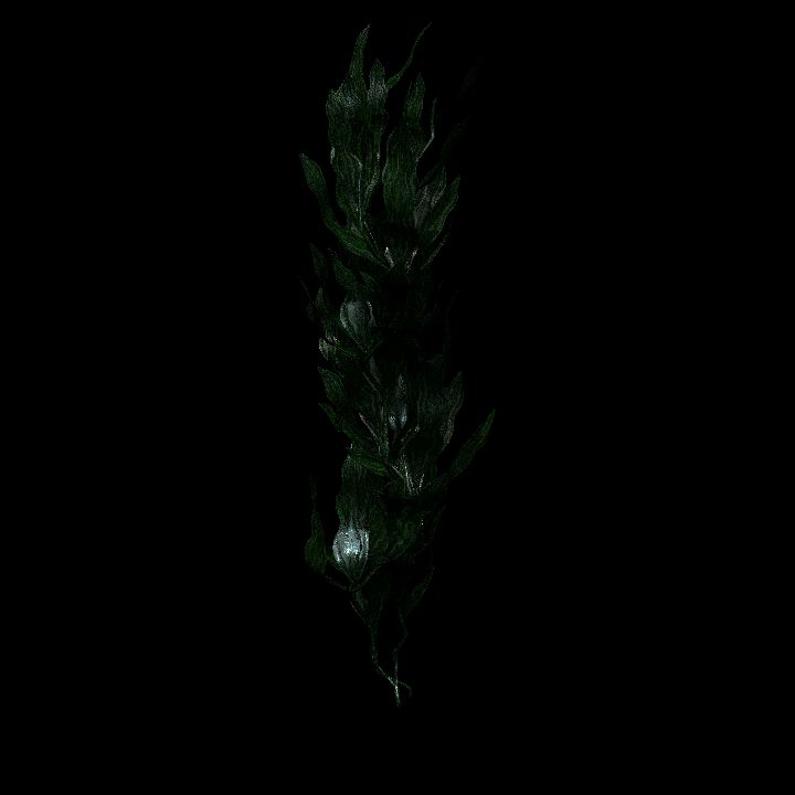 Claret tall seaweed