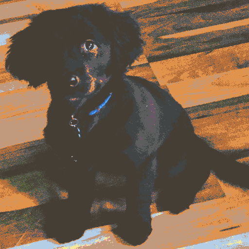 Finn The Puppy