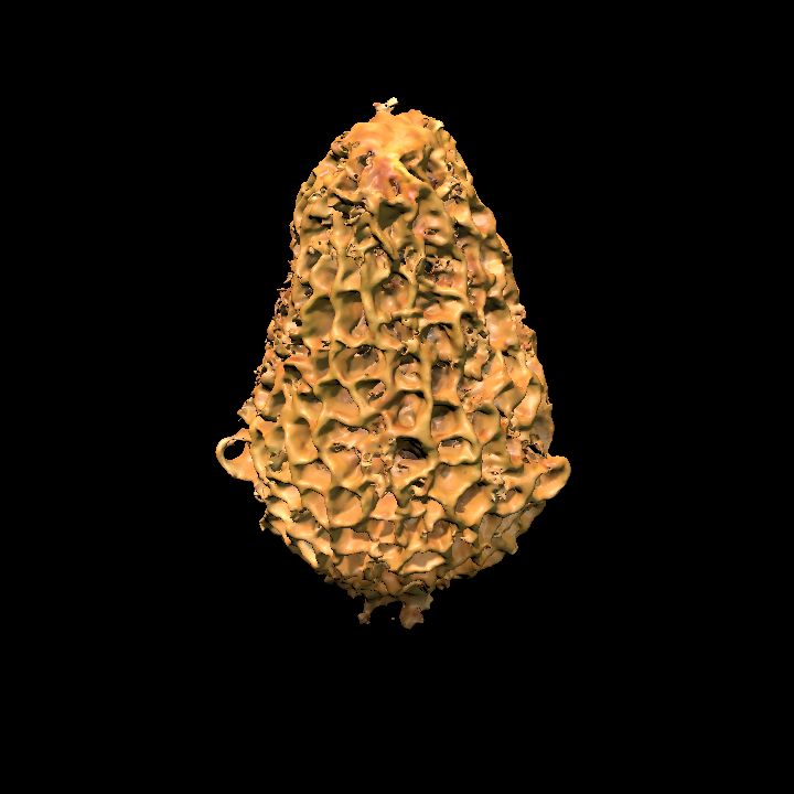 Morel Mushroom