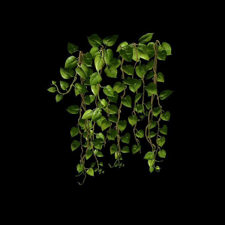 Vine_28