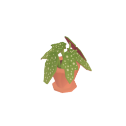 Begonia Polka Dot Plant - Plant - Garden