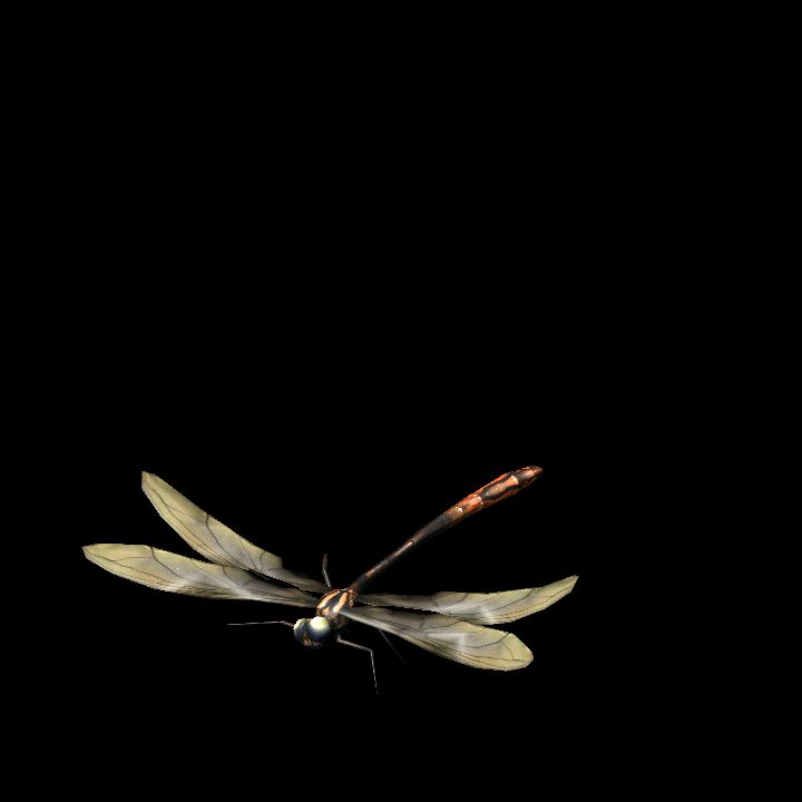 Dragoonfly Land