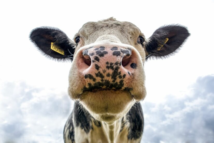 Where is My Milk Cow Sir