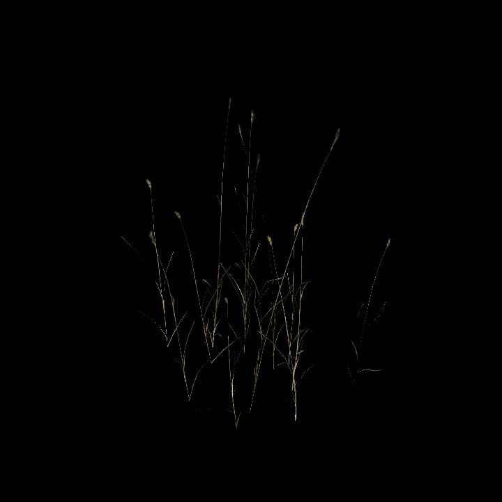 Nature, Grass, Tundra 3