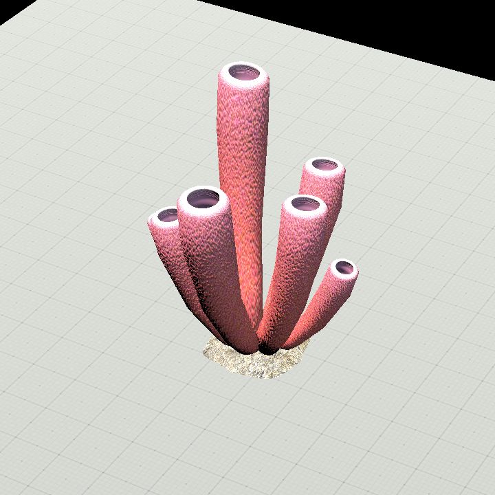 Coral #5