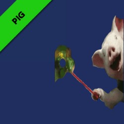Pig