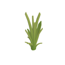Reed