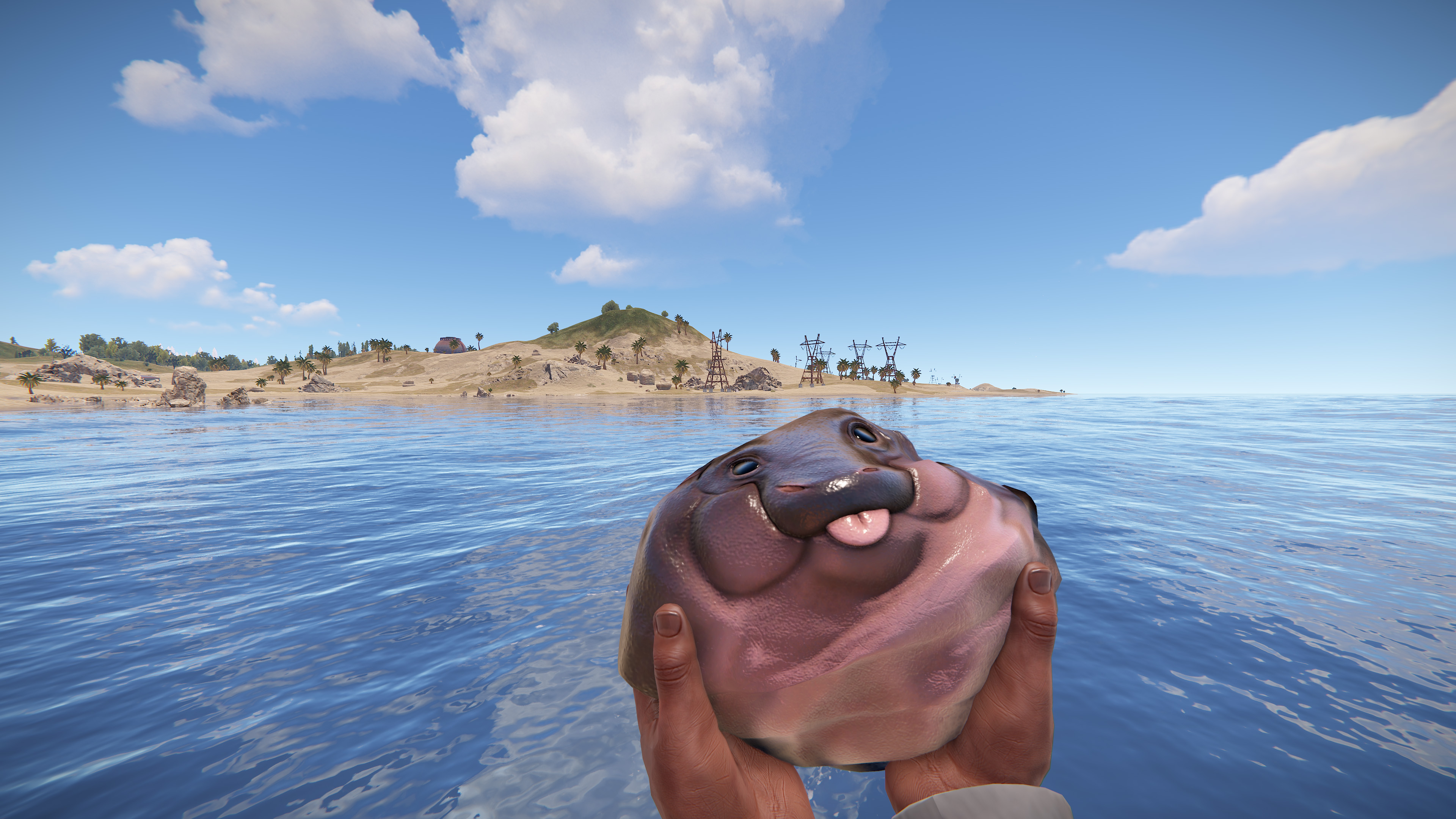 Baby Hippo Rock