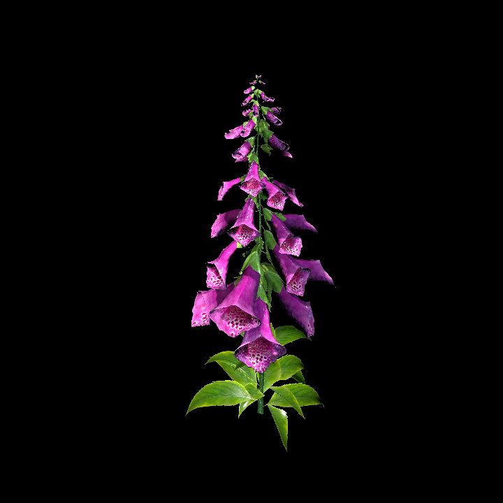 Foxglove Dark  Pink