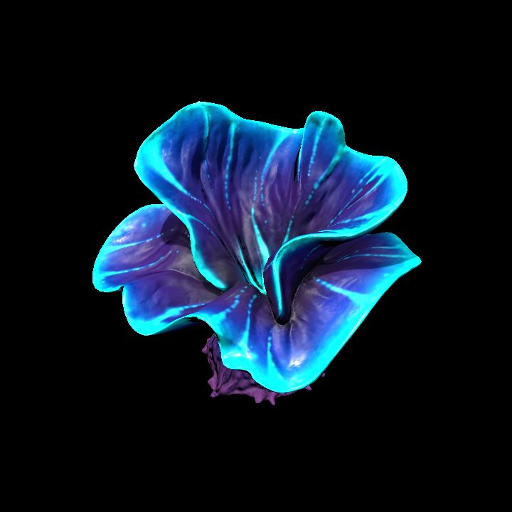 DA_Coral_5