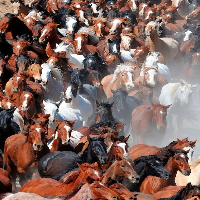 wheres horsey?