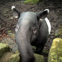 Tapir Magnifier