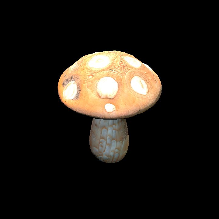 Nature, Mushroom 1