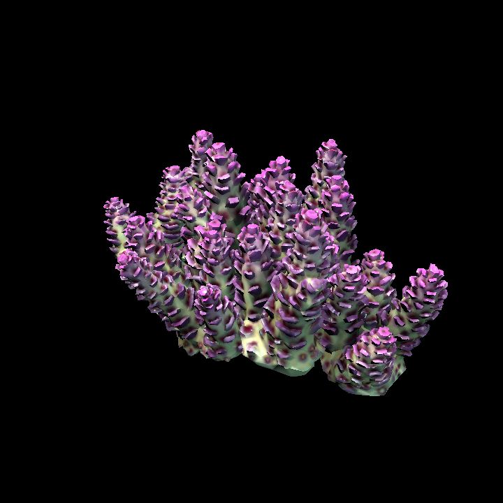 DA_Coral3_3