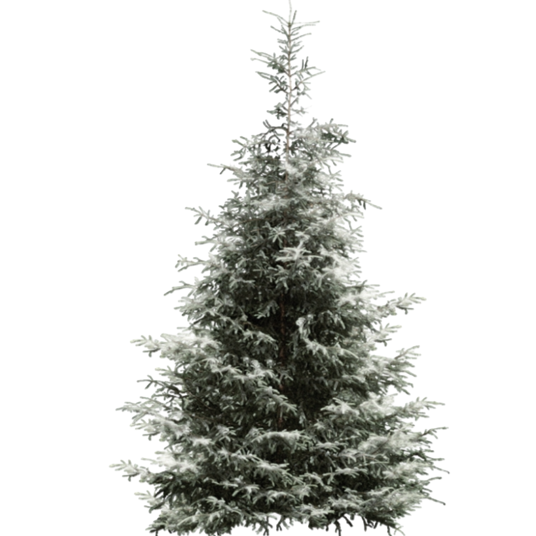 Snow Spruce Tree