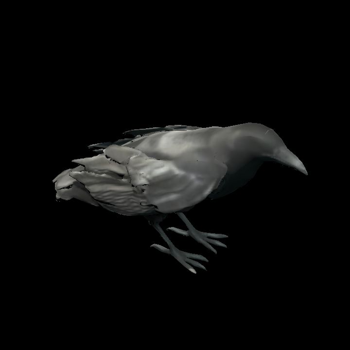 Crow standing 1